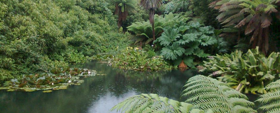Pond and Vegetation