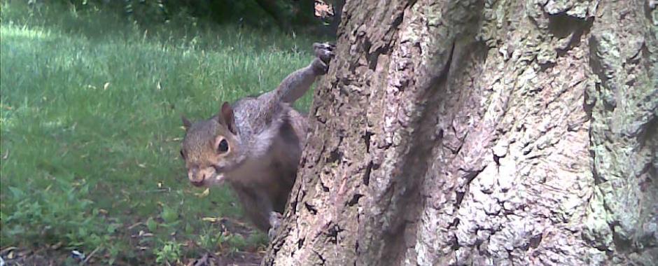 Squirrel on tree-trunk
