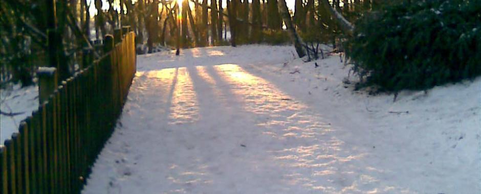 Low sun on snow through trees