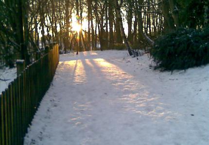 Low sun on snow through trees