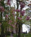 Tree in blossom in front of church